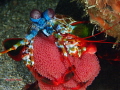   Mantis shrimp eggs  